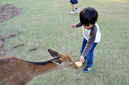 奈良公園　鹿