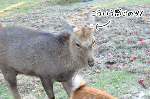 奈良公園　鹿